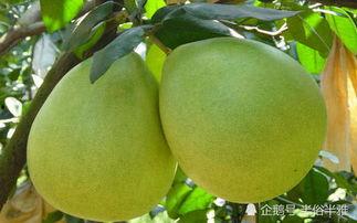 刺激国产蜜柚视频,甜蜜滋味，尽在这一刻