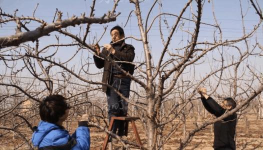 国产樱桃冬季修剪方法视频,国产樱桃冬季修剪技巧解析