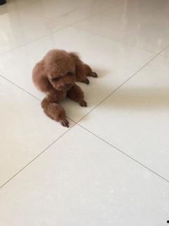 国产好姑娘解说视频