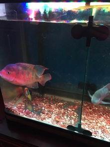 国产红马鱼起头视频,探寻中国水产养殖新篇章