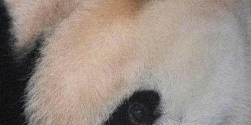 熊猫夫妇中国产子视频,中国产子视频引全球关注